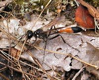 Ammophila sabulosa - Red-banded Sand Wasp