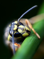 Vespula vulgaris - Common Wasp