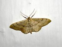 Cyclophora linearia - Clay Triple-lines