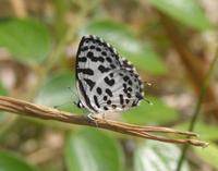 Castalius rosimon - Common Pierrot