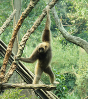 Mueller's Bornean gibbon (Hylobates muelleri)