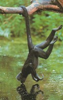 photograph of a spider monkey Ateles fusciceps