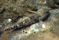 Gobius paganellus, Rock goby: fisheries, aquarium