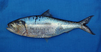 Ethmidium maculatum, Pacific menhaden: fisheries