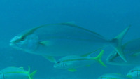 Seriola carpenteri, Guinean amberjack: fisheries, gamefish