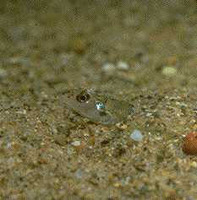 Ammocrypta pellucida, Eastern sand darter: