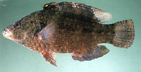 Cheilinus oxycephalus, Snooty wrasse: fisheries
