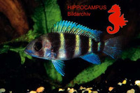 Cyphotilapia frontosa, Humphead cichlid: fisheries, aquarium