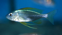 Ophthalmotilapia nasuta, : aquarium