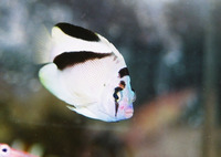 Apolemichthys griffisi, Griffis angelfish: