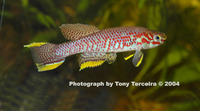 Fundulopanchax batesii, Bates' killi: