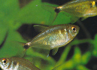 Hemigrammus ocellifer, Head-and-taillight tetra: aquarium