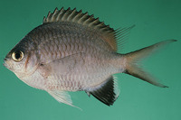 Chromis nigroanalis, Kenyan chromis:
