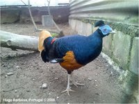 Lesser Bornean Crested Fireback Male Lophura ignita ignita