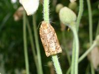 Archips oporana