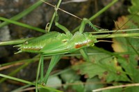 Tettigonia viridissima - Great Green Bush-Cricket