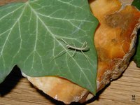 Medauroidea extradentata