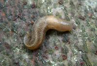 Lehmannia marginata - tree slug