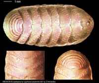 Lepidopleurus cajetanus