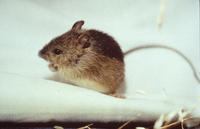 Image of: Zapus hudsonius (meadow jumping mouse)