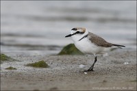 Charadrius alexandrinus - Kentish Plover