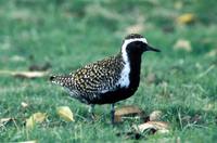 Pluvialis fulva - Pacific Golden Plover