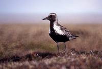 Pluvialis squatarola - Grey Plover