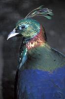 Lophophorus impejanus - Himalayan Monal