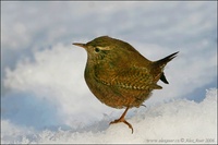 Troglodytes troglodytes - Wren