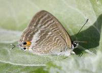 Image of: Lycaenidae (blues, coppers, coppers, hairstreaks, and blues (butterflies), gossamer-wi...
