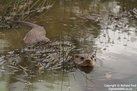 Lutra lutra - Eurasian River Otter