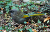 Image of: Garrulax elliotii (Elliot's laughingthrush)