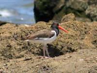 Image of: Haematopus palliatus (American oystercatcher)