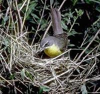 Image of: Icteria virens (yellow-breasted chat)