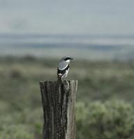 Image of: Lanius ludovicianus (loggerhead shrike)