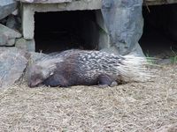 Hystrix indica - Indian Crested Porcupine