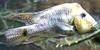 Image of: Geophagus steindachneri