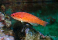 Paracheilinus filamentosus - Filament-fin Wrasse