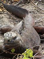 Image of: Amblyrhynchus cristatus (marine iguana)