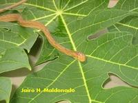 Image of: Thamnodynastes pallidus