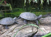 Emys orbicularis - European Pond Turtle