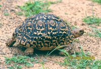 Psammobates pardalis - Leopard Tortoise