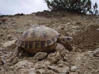 Testudo horsfieldii - Afghan Tortoise