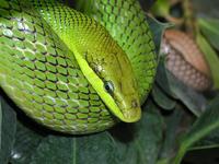 Gonyosoma oxycephalum - Red-tailed Green Ratsnake