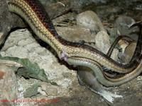 Thamnophis sirtalis parietalis