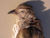 Gould's Bronze Cuckoo - Chrysococcyx russatus