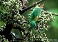 Blue-crowned Hanging Parrot - Loriculus galgulus