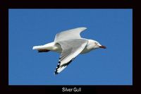 Silver Gull