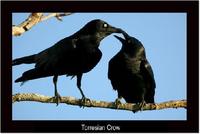 Torresian Crow