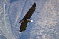 Andean Condor - Vultur gryphus